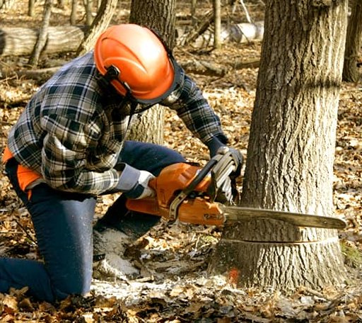Tree Removal in Burnt Cabins, PA